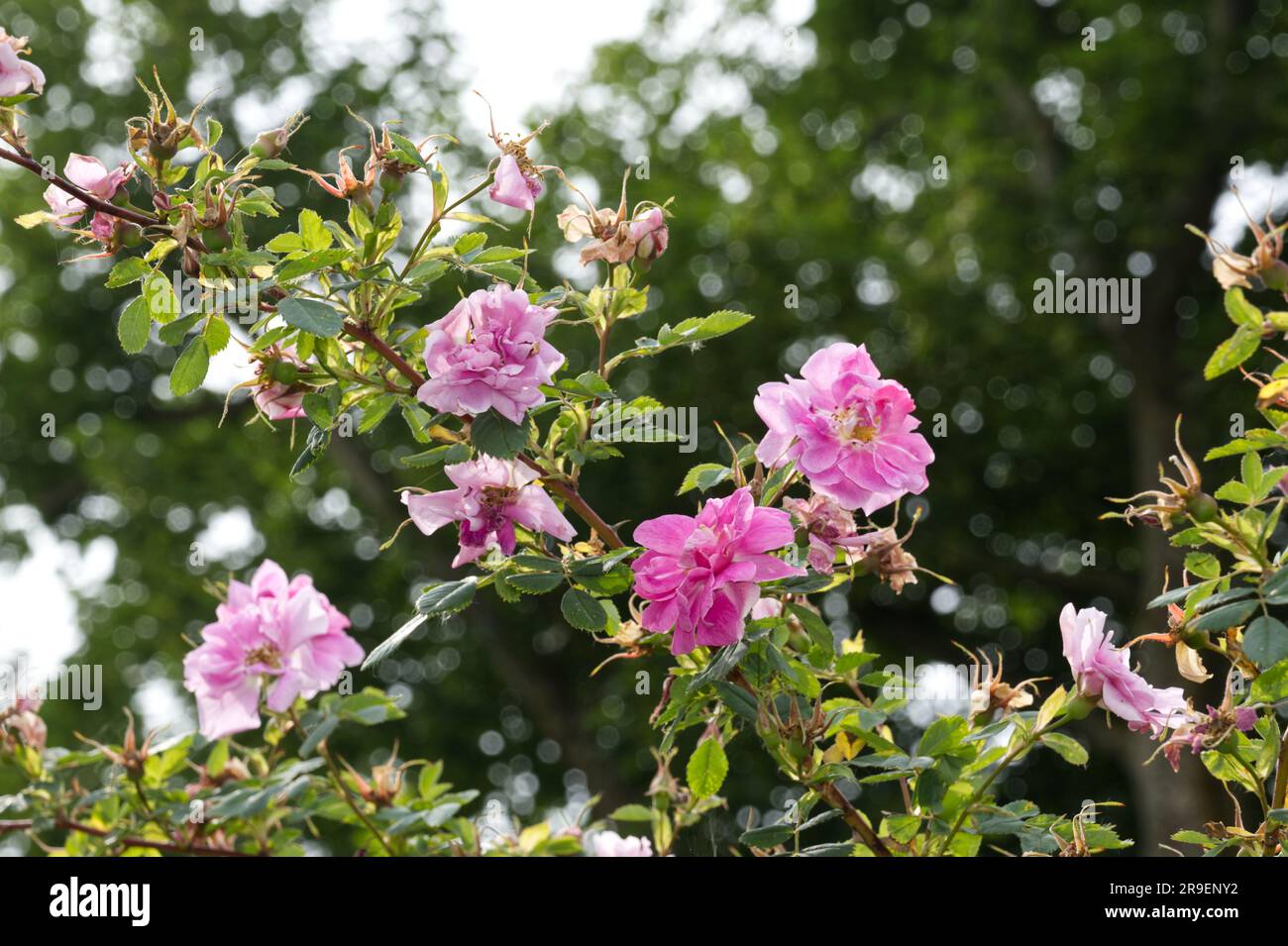 Pink semi-double summer flowers of rose, Rosa Californica plena in UK garden June Stock Photo