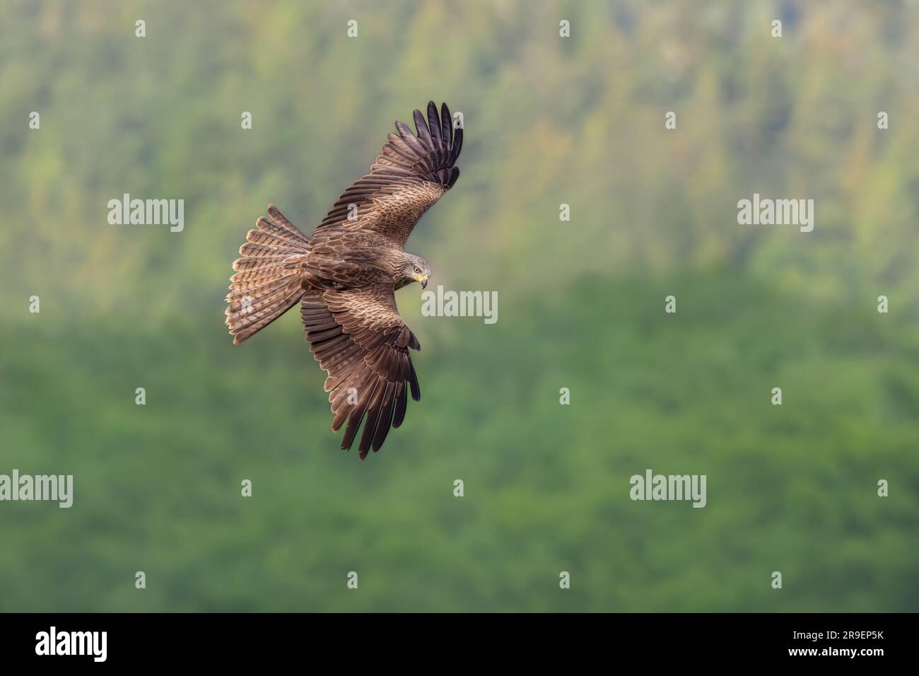 European black kite, Milvus m. migrans, flying with spread wings down looking for prey, top side view, a bird of prey in the family Accipitridae Stock Photo