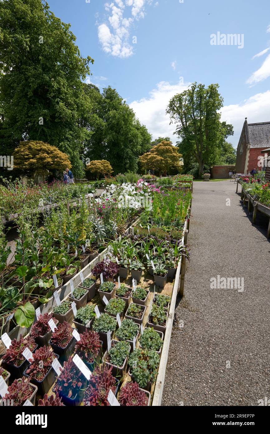 Garden Plant sales tables at Burton Agnes Hall in East Yorkshire Stock