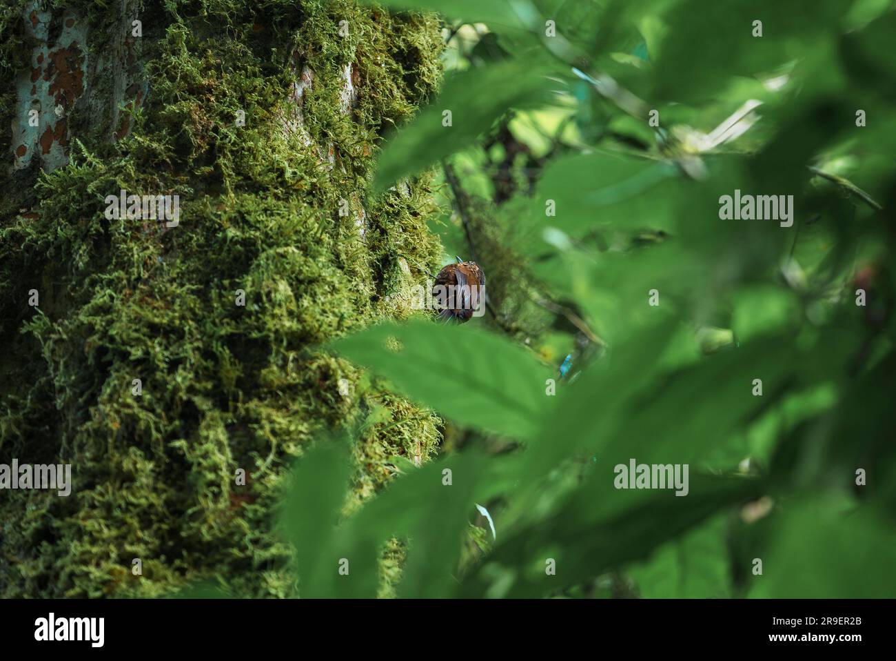 Small bird perching on moss of tree trunk in forest Stock Photo