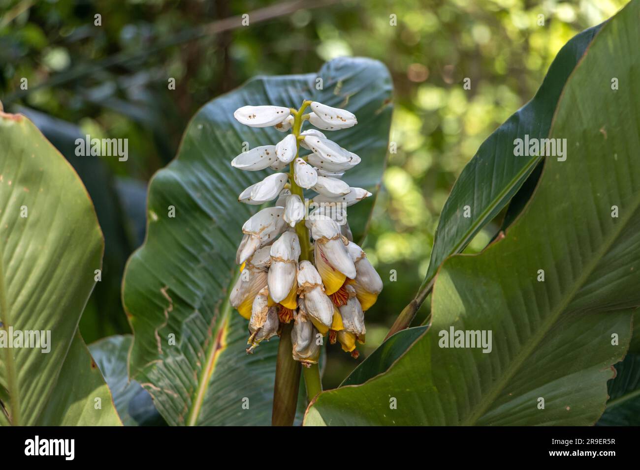 Alpinia flower in a tropical forest in northern Thailand Stock Photo