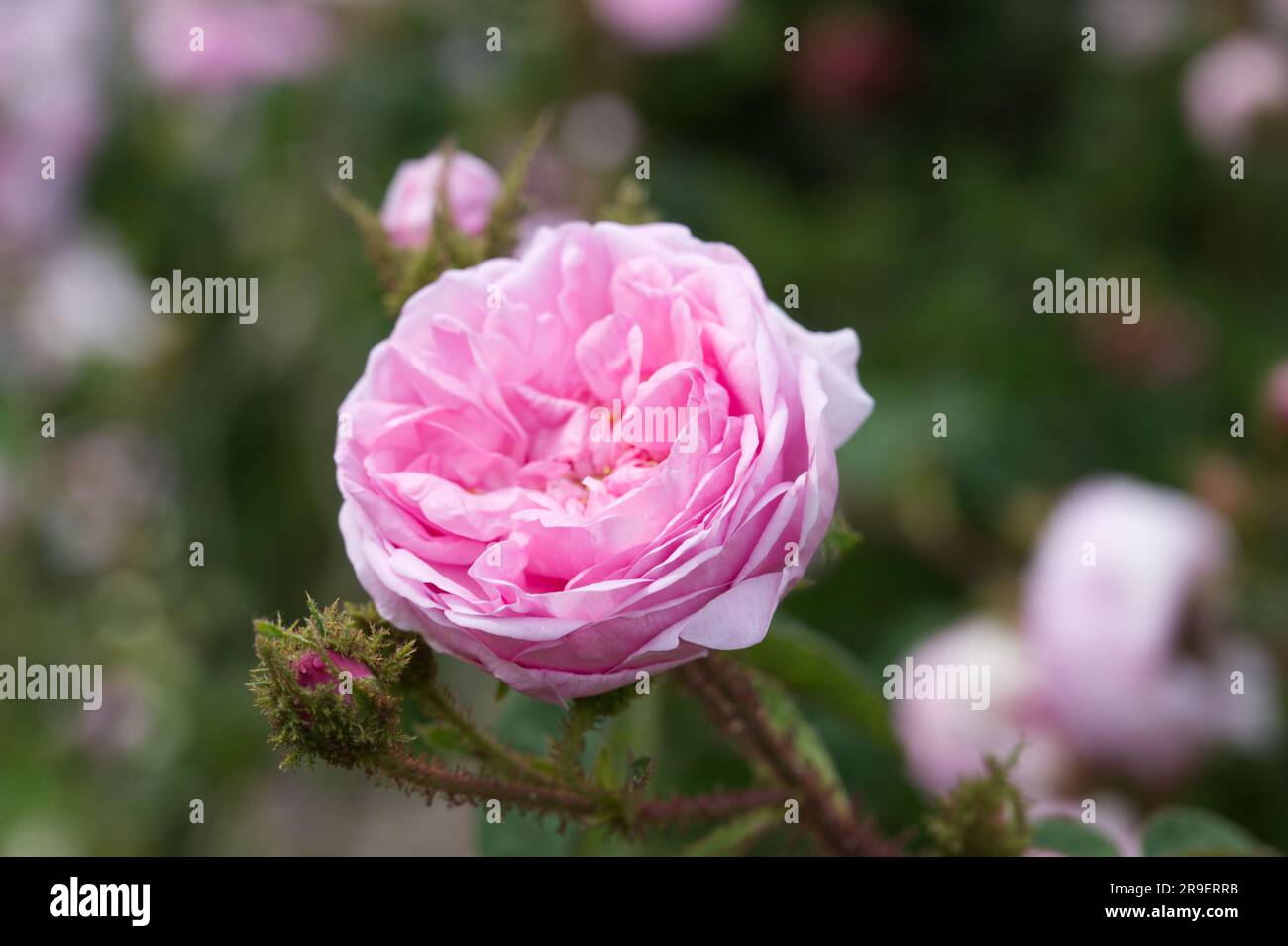Double pink summer flowers of common moss rose, Rosa Muscosa in UK