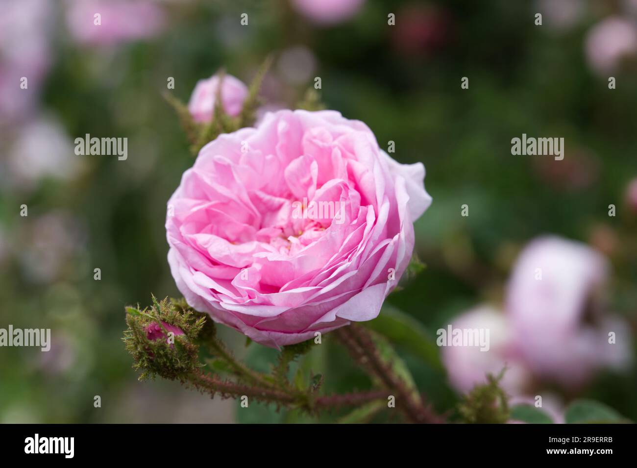 Double pink summer flowers of common moss rose, Rosa Muscosa in UK garden June Stock Photo