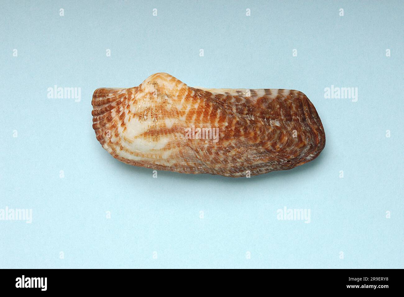 Arca noae, Arcidae Stock Photo