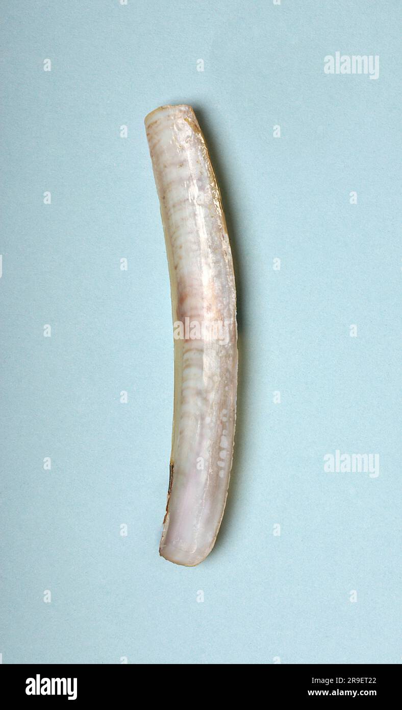 Ensis ensis, Pharidae Stock Photo