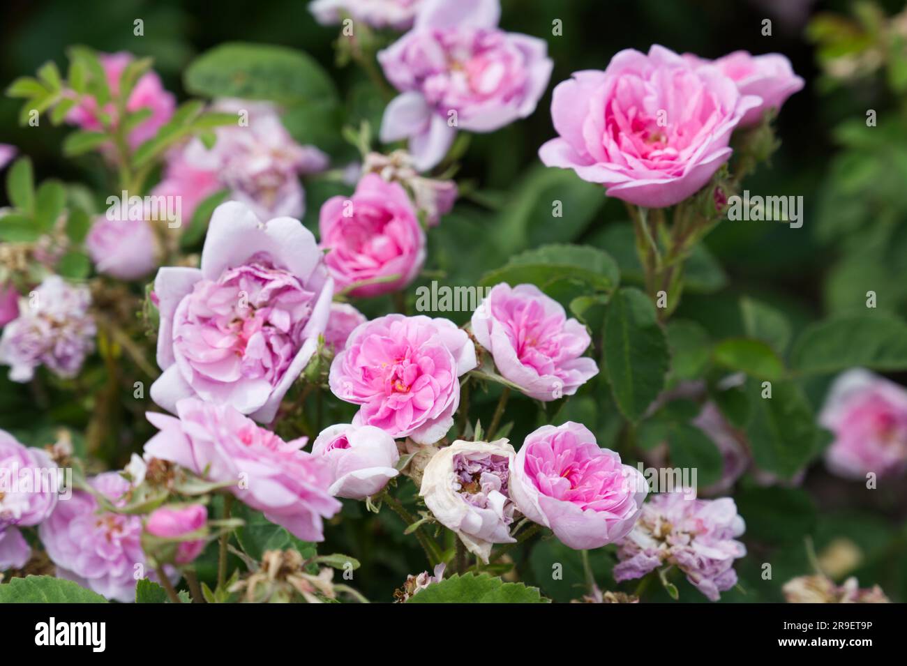 Double pink flowers of rose, Rosa Spong in UK garden June Stock Photo