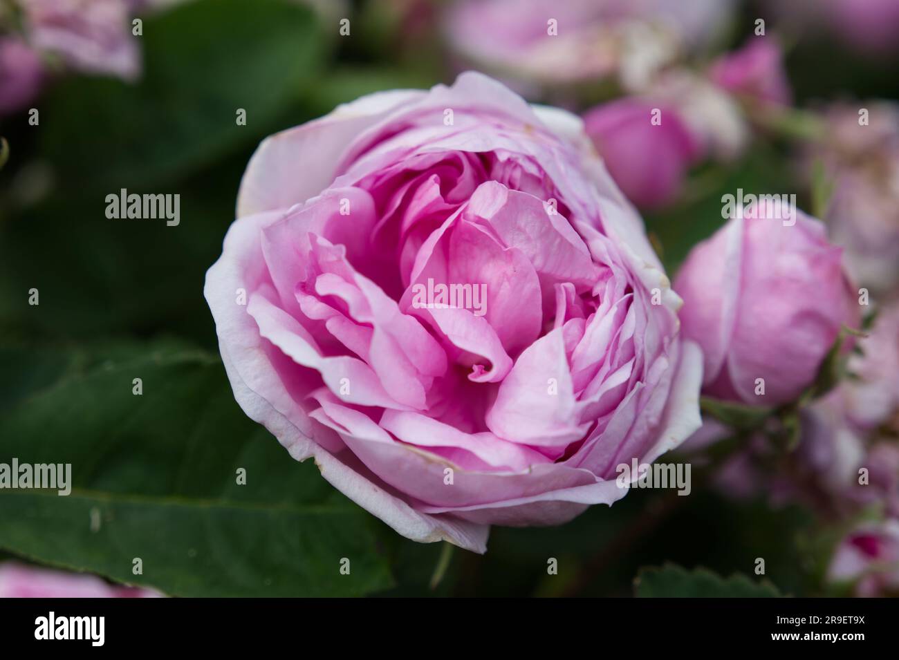 Double pink flowers of rose, Rosa Spong in UK garden June Stock Photo