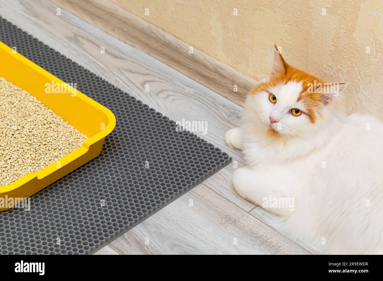 a cat litter box is in the room. the cat went to the toilet. cat