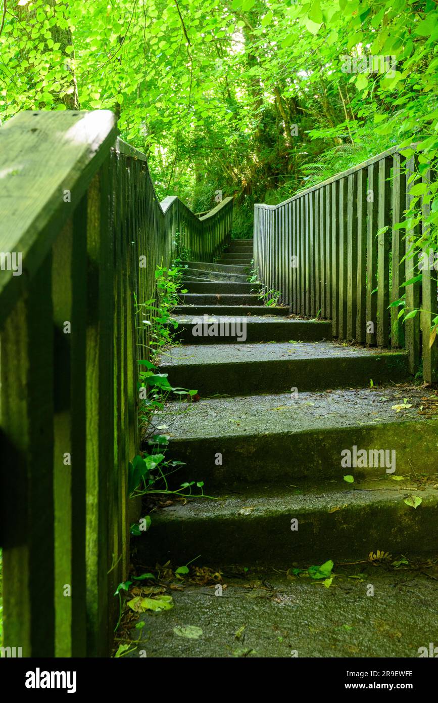 Steps with wooden fencing, twisting and leading up into woodland and diminishing into the distance Stock Photo