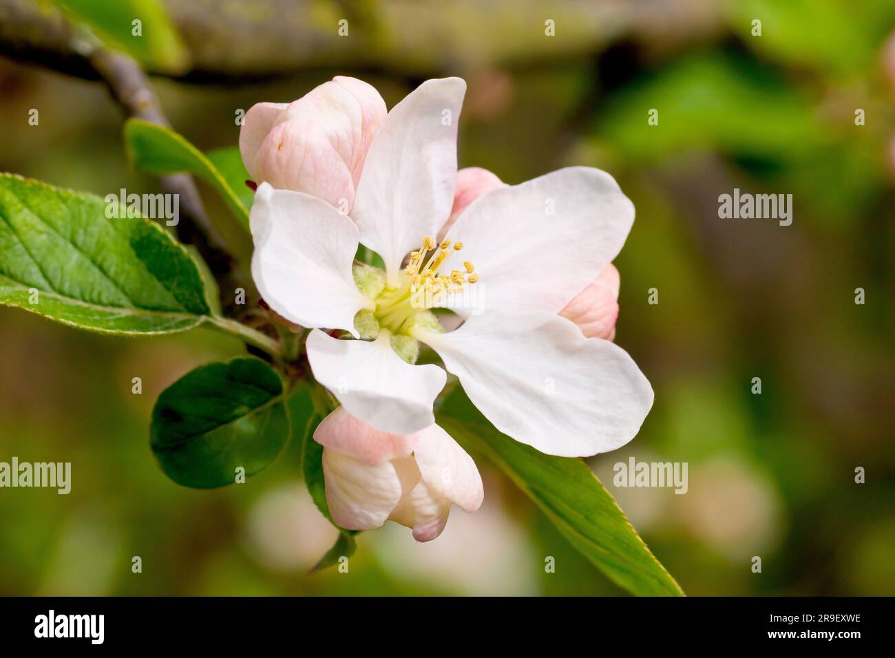 Crab Apple (malus sylvestris), close up of a single flower or blossom appearing on the common tree in the spring. Stock Photo