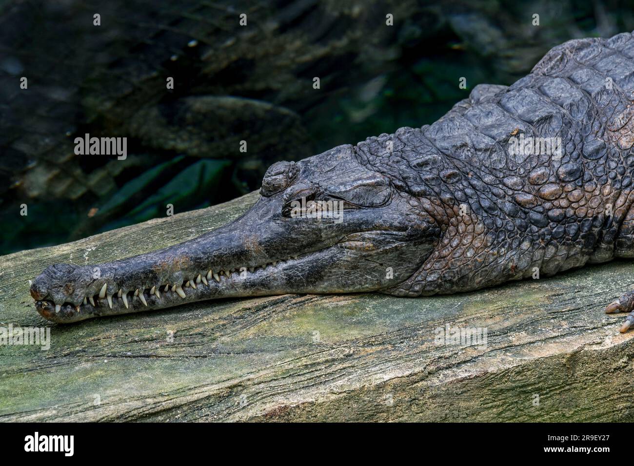 False gharial / Malayan gharial / Sunda gharial (Tomistoma schlegelii ...