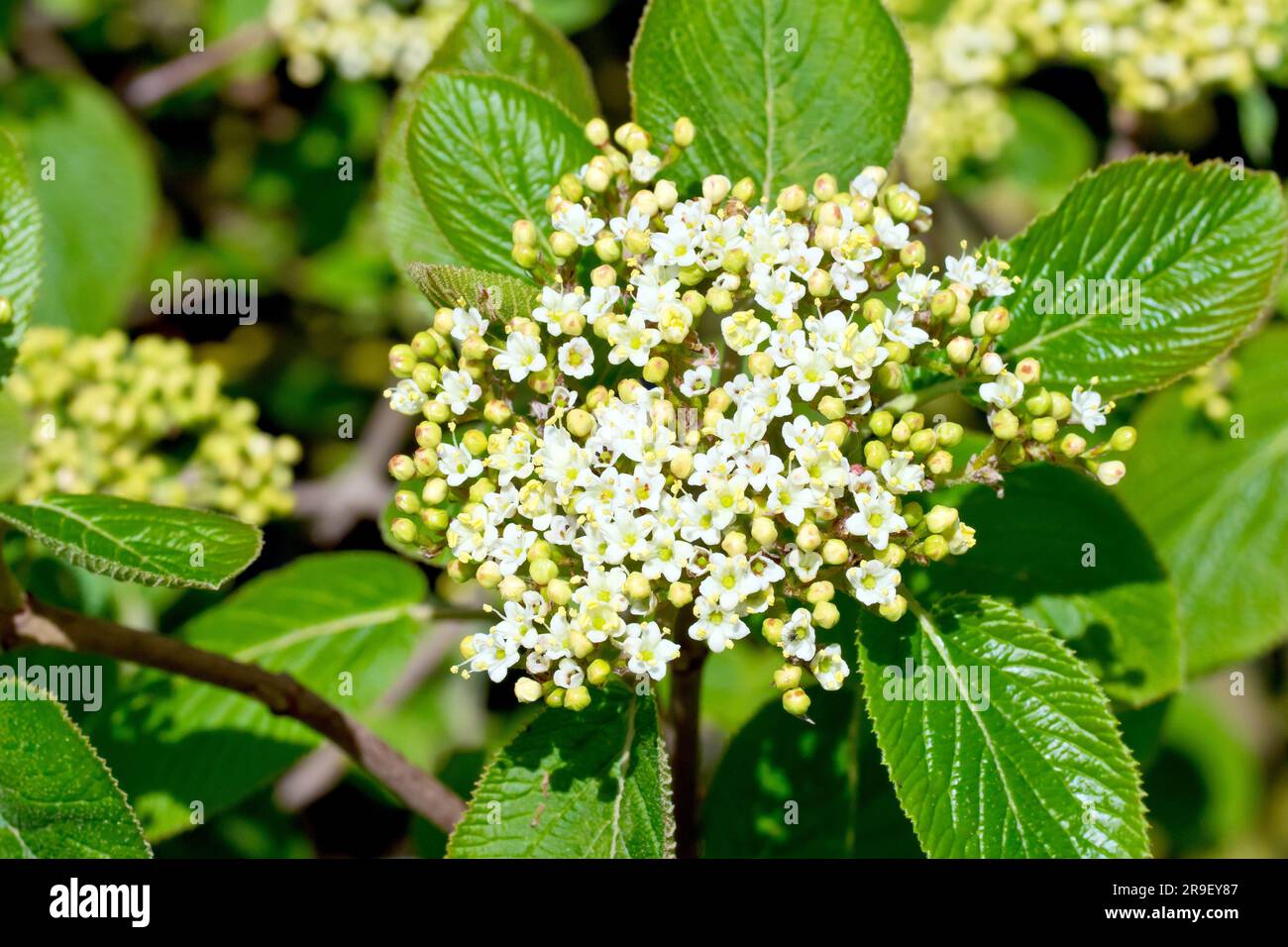 Wayfaring Tree (viburnum lantana), close up showing the flowers of the