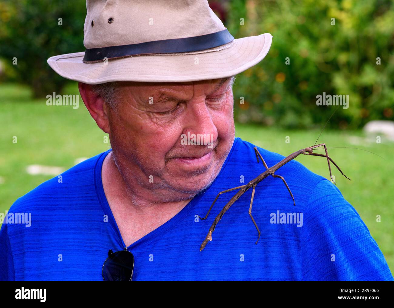 Phanocles costaricensis hi-res stock photography and images - Alamy