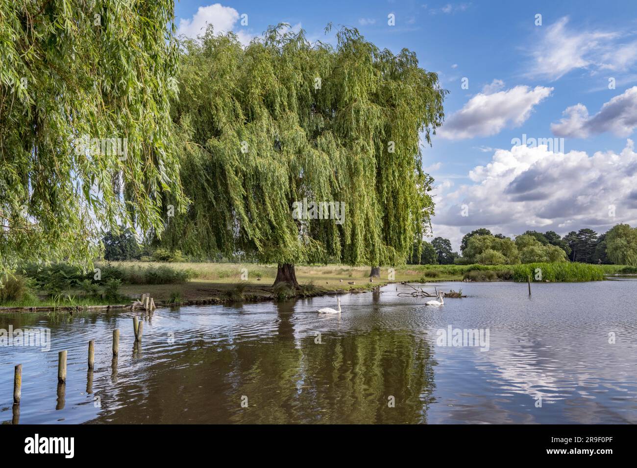 Weeping Willow tree growing on the bank of Heron pond in Budhy Park near London UK Stock Photo