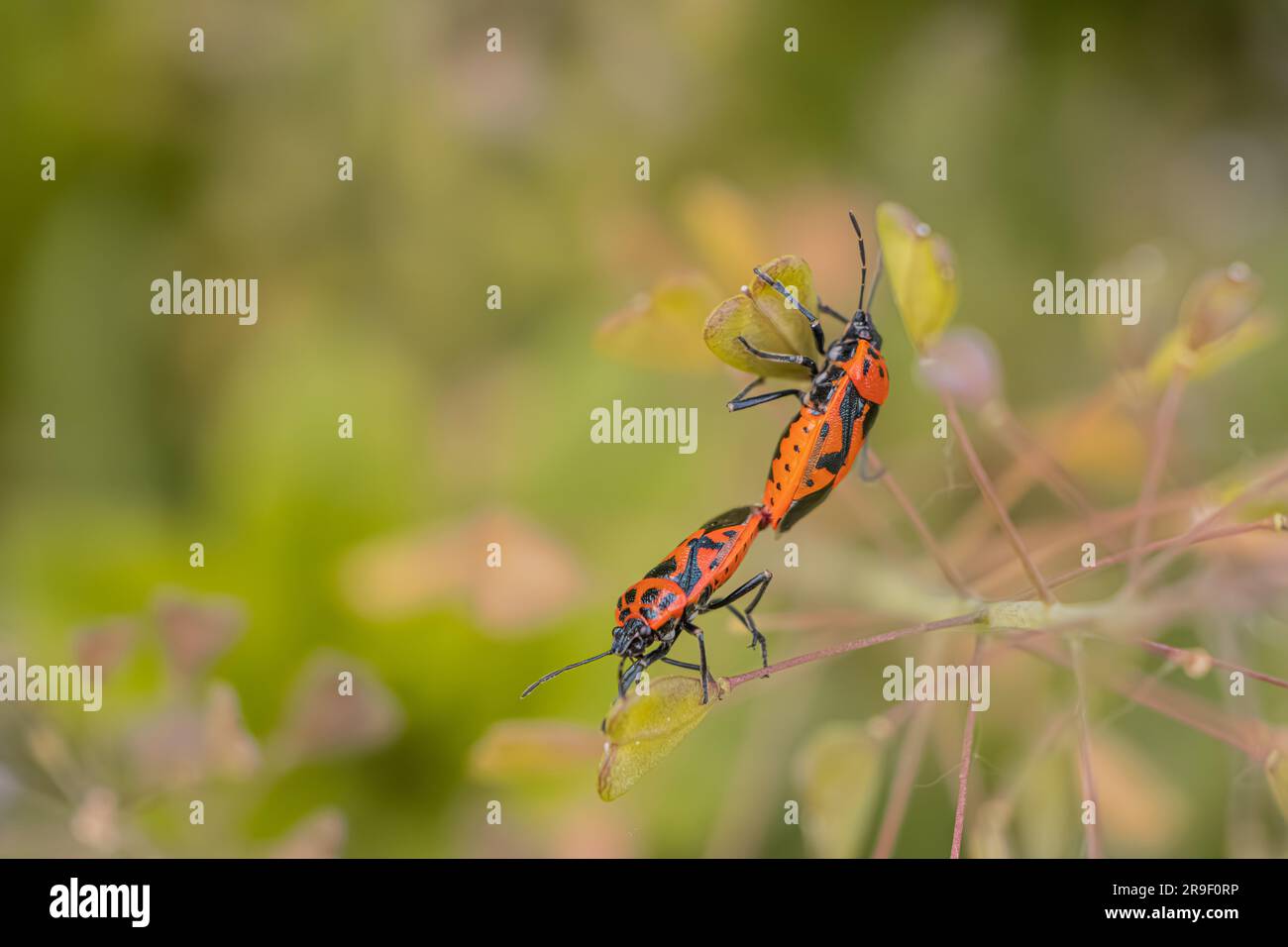 The Eurydema ornata bugs mating on a Capsella bursa-pastoris plant Stock Photo