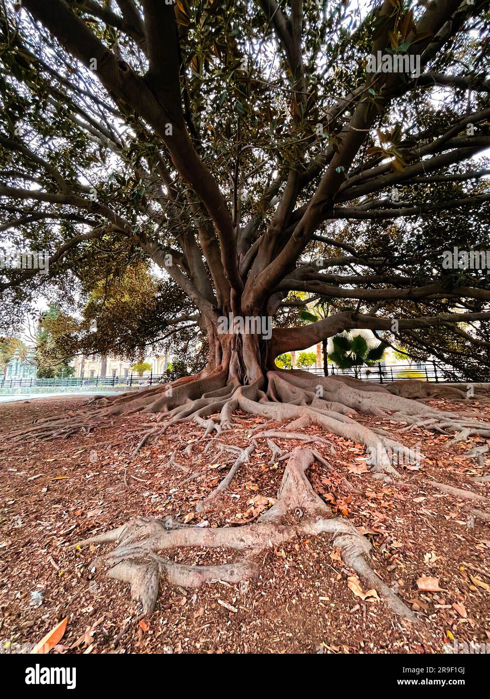 Tree with large body and gigantic roots over the soil in Seville, Spain ...