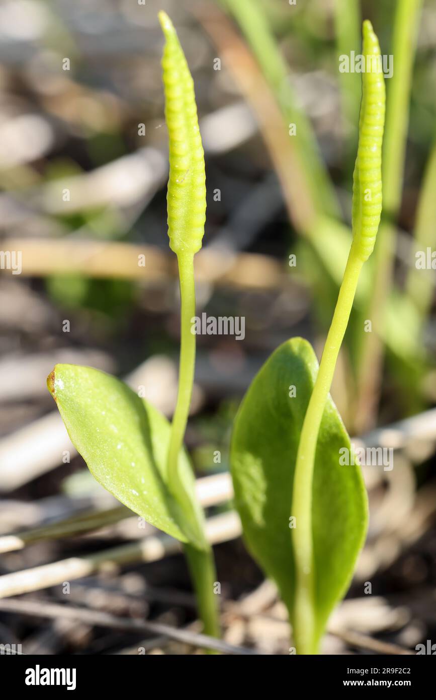 Adders-tongue fern Stock Photo