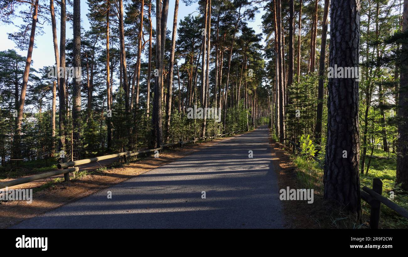 Old growth pine hi-res stock photography and images - Alamy