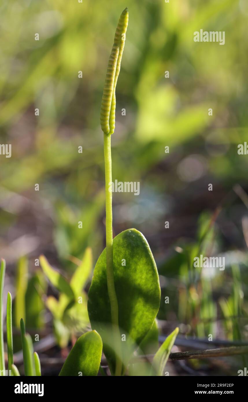 Adders-tongue fern Stock Photo