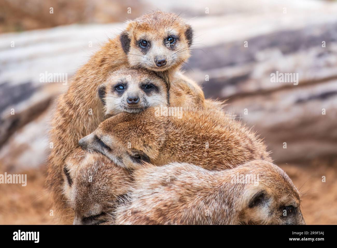 A Group Of Cute Meerkats Meerkat Family Are Sunbathing Meerkat a-group-of-cute-meerkats-meerkat-family-are-sunbathing-meerkat