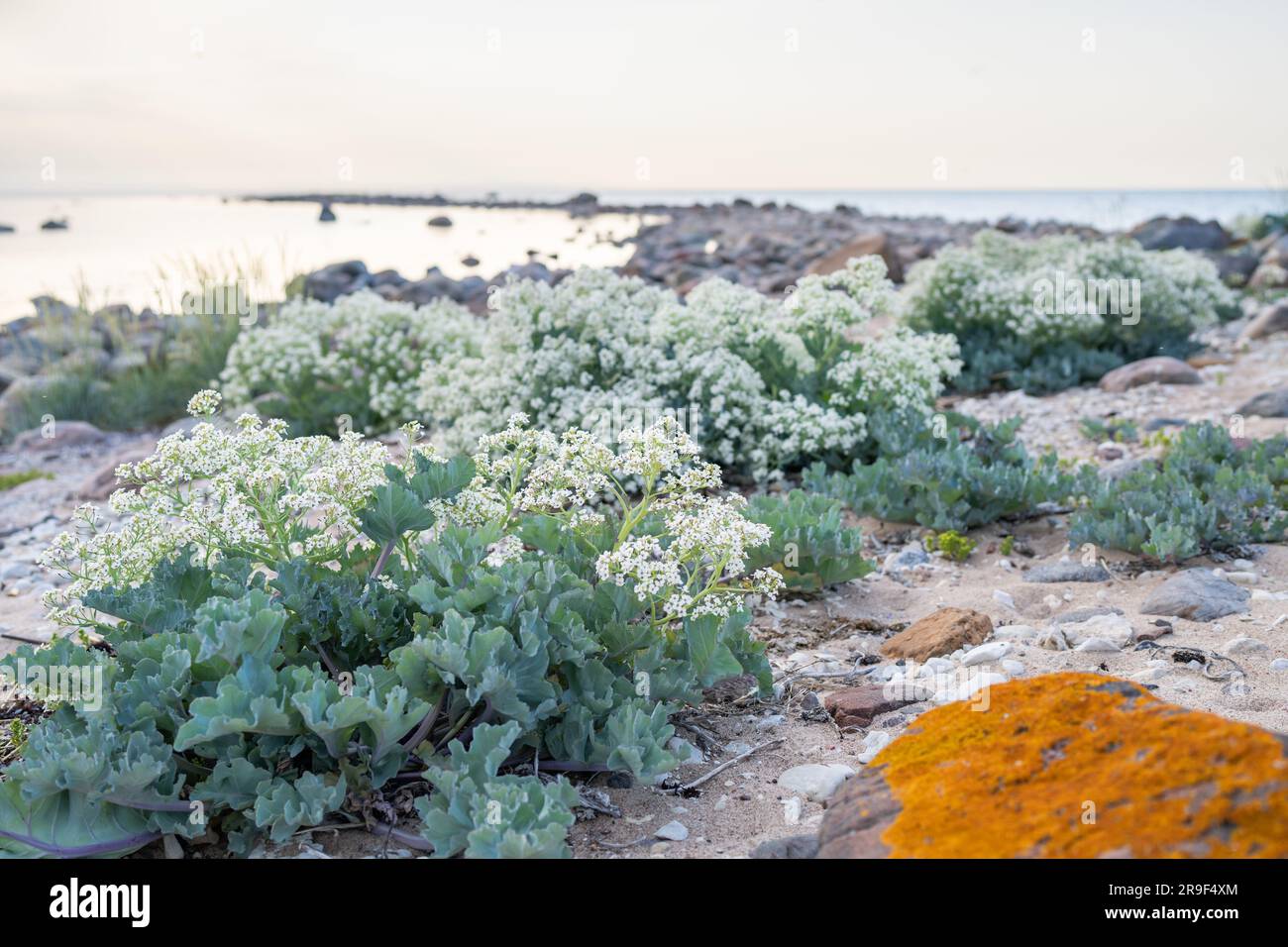 Stony beach with blooming Sea kale (Crambe maritima) plants growing by seaside. Stock Photo