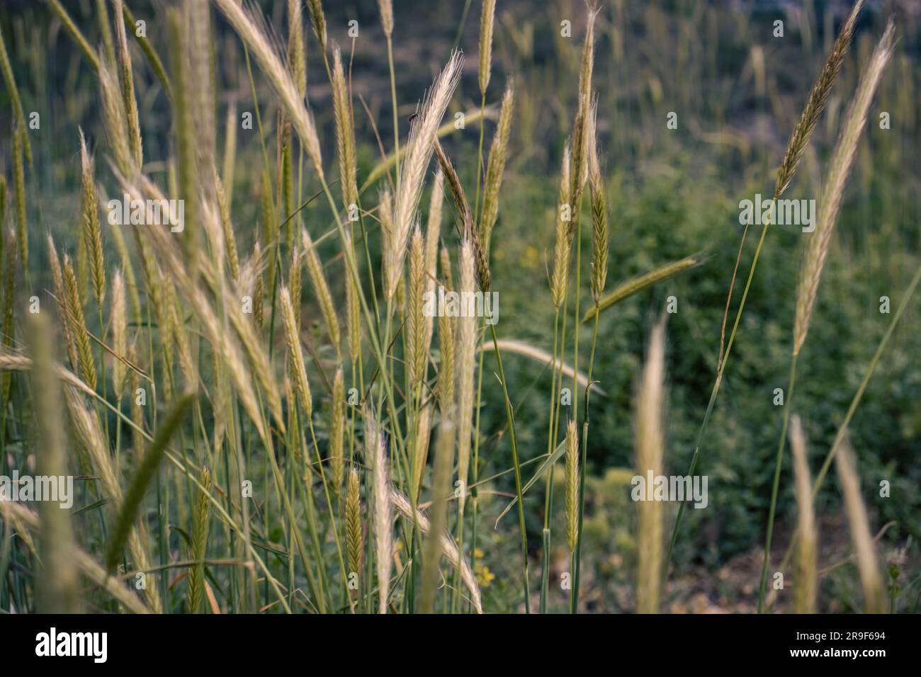 Wheat field - ears of golden wheat close-up photo Stock Photo - Alamy