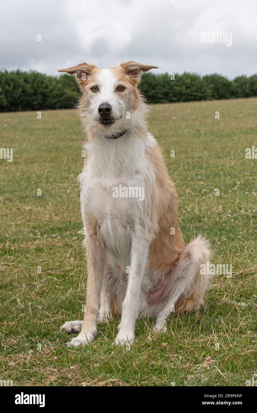 rough coated lurcher dog Stock Photo Alamy