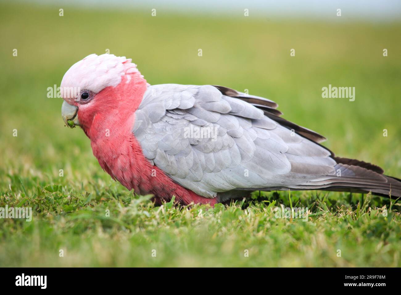 Wild galah, or galah, also known as the pink and grey cockatoo or rose