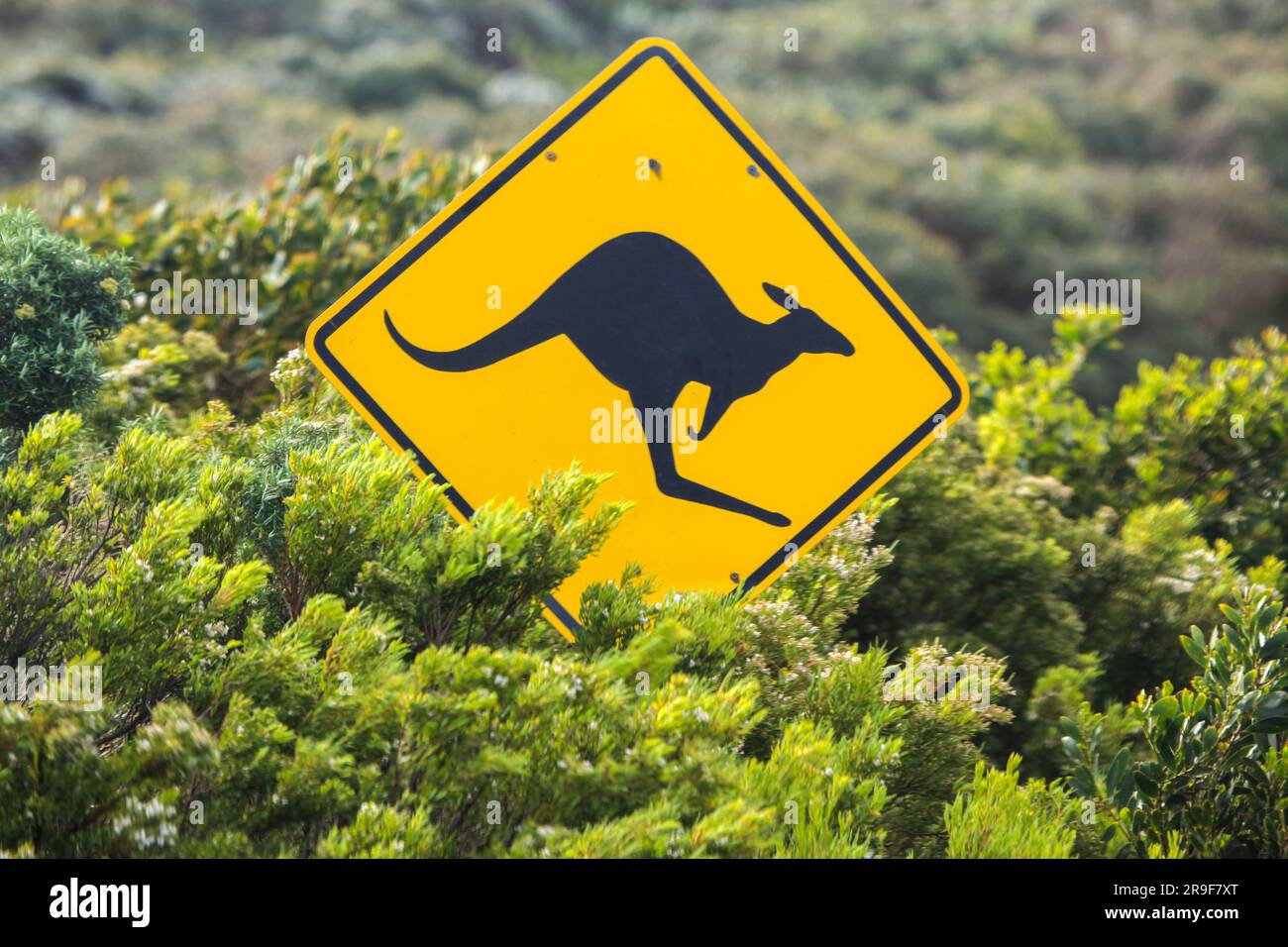 Wildlife Road Signs on a backroad in Victoria, Australia Stock Photo ...