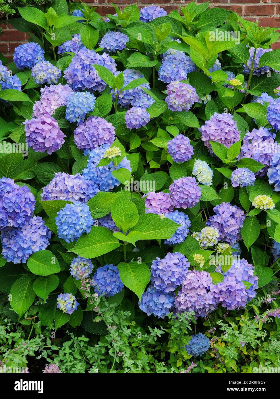 Hydrangea Blooms in June White Plains, New York, USA Stock Photo