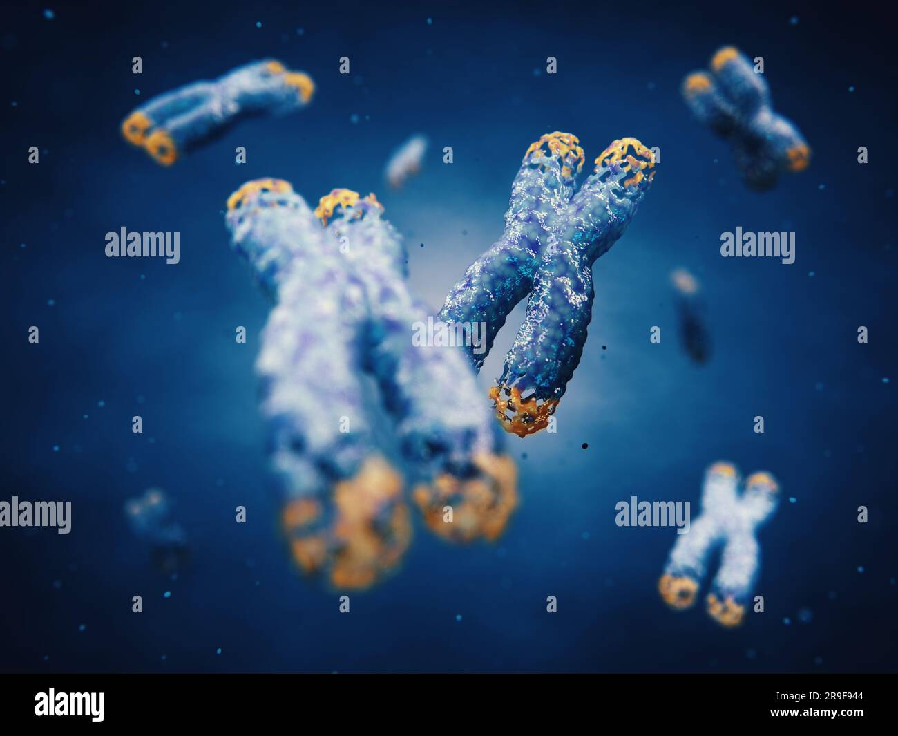 Telomeres are found on both ends of chromosomes. Telomere length is affected by lifestyle and has direct impact on human health and lifespan. Stock Photo