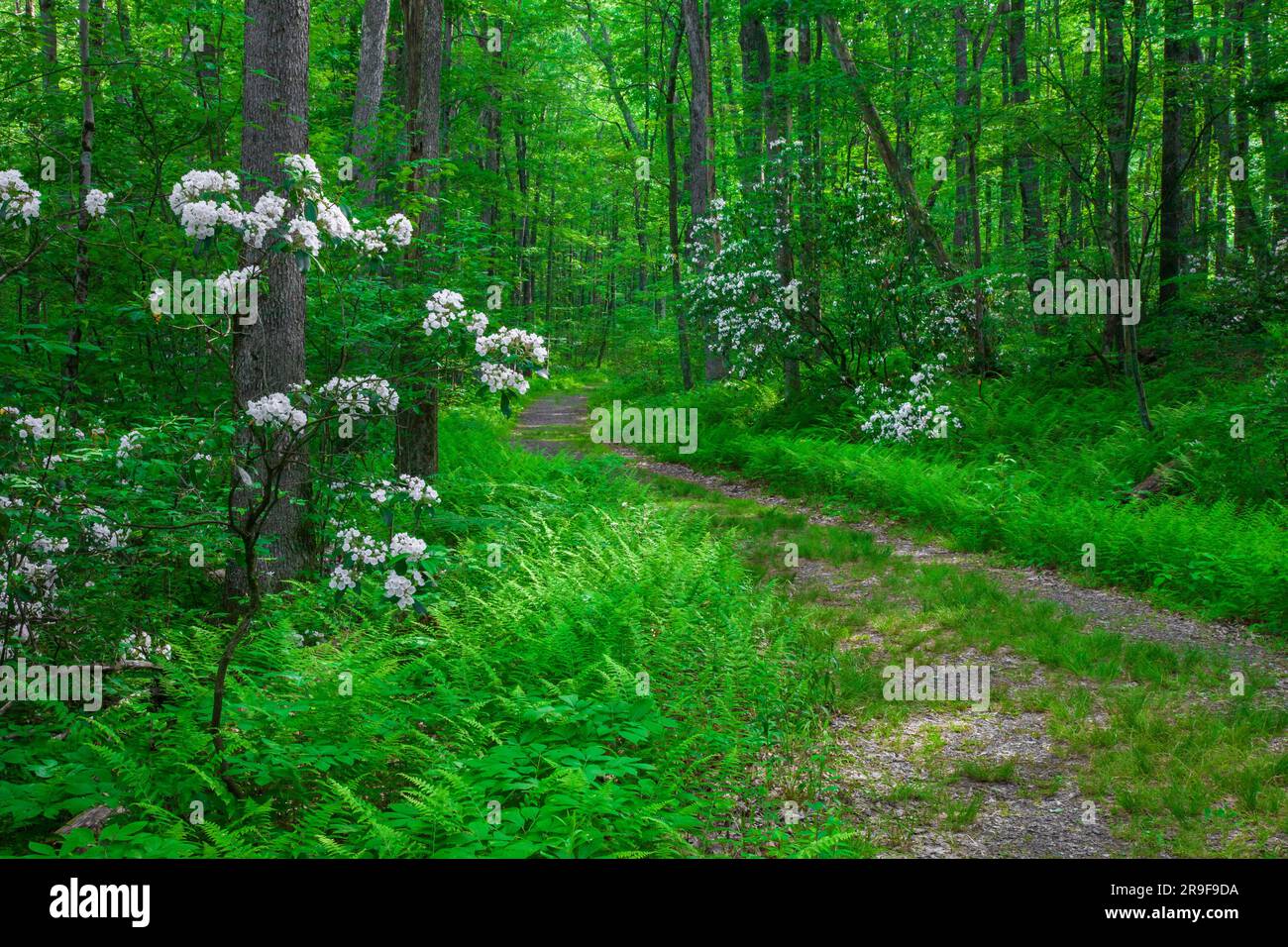 A rustic road through a summer forest in Pennsylvania's Pocono Mountains. Stock Photo