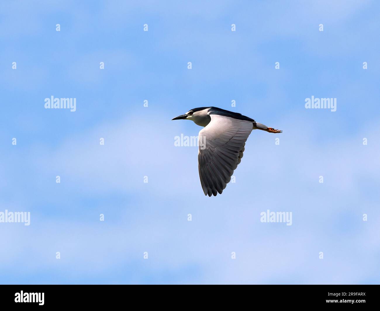 Black-crowned night heron, black-capped night heron, Nachtreiher ...