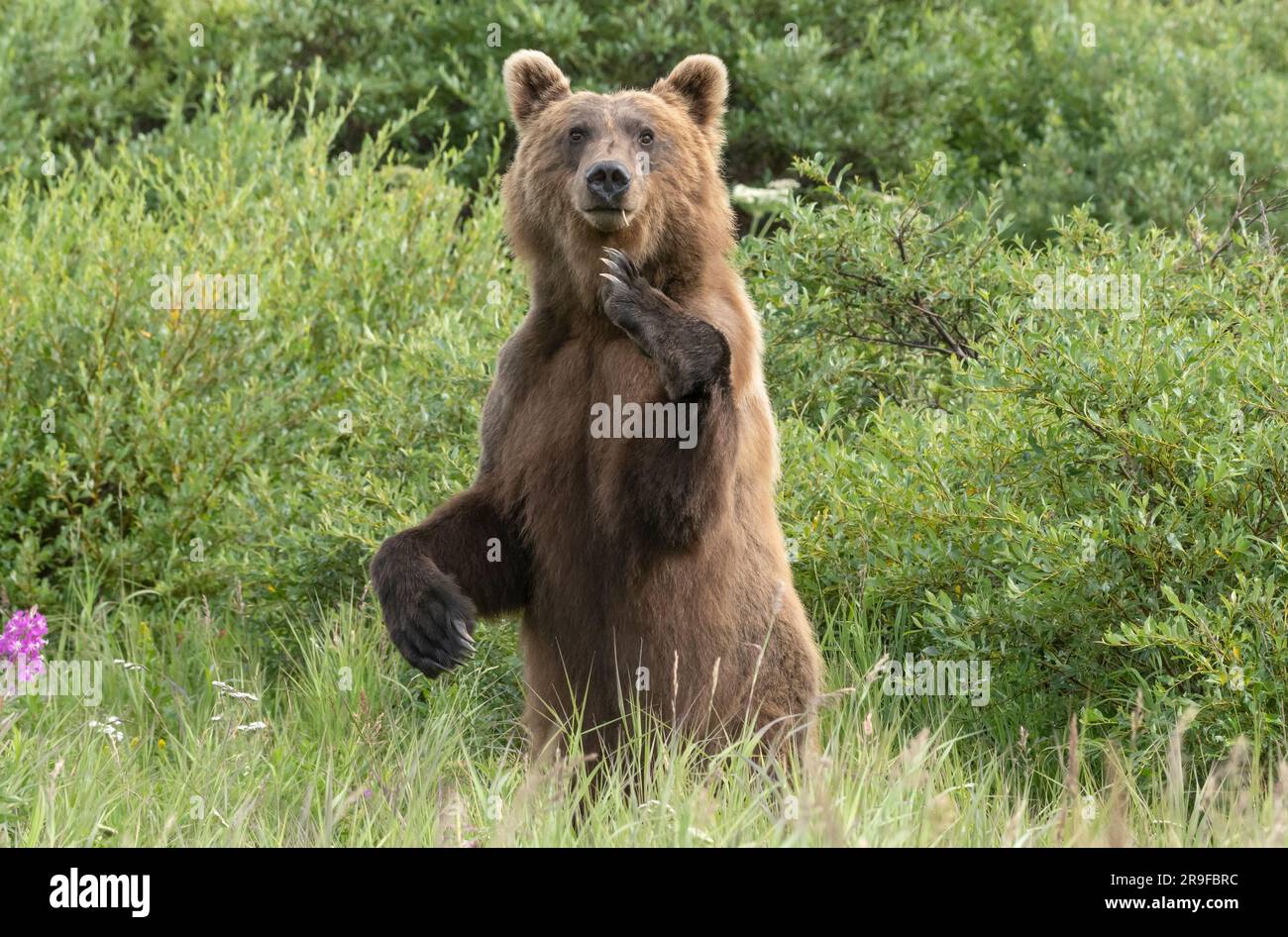 Brown Bear, McNeil River, Alaska Stock Photo - Alamy