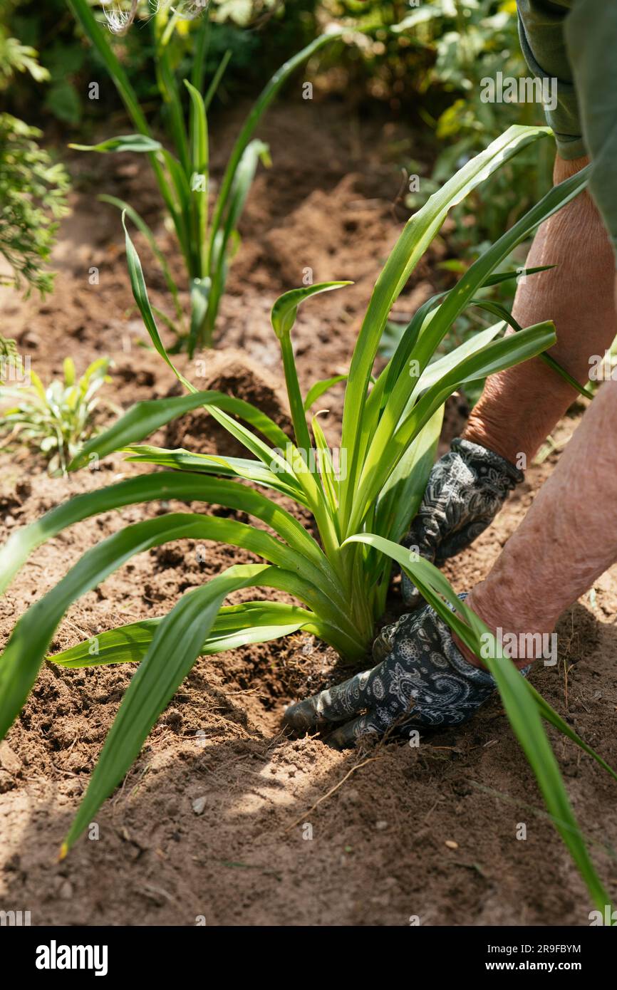 Woman planting Hemerocallis ‘Chicago Apache’ in a garden. Stock Photo