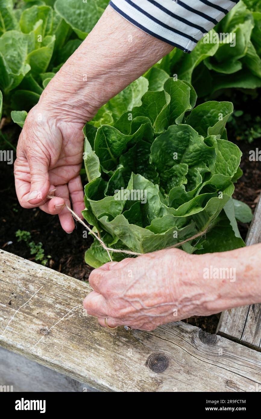 Gardener tying cos lettuce in a raised bed. Stock Photo