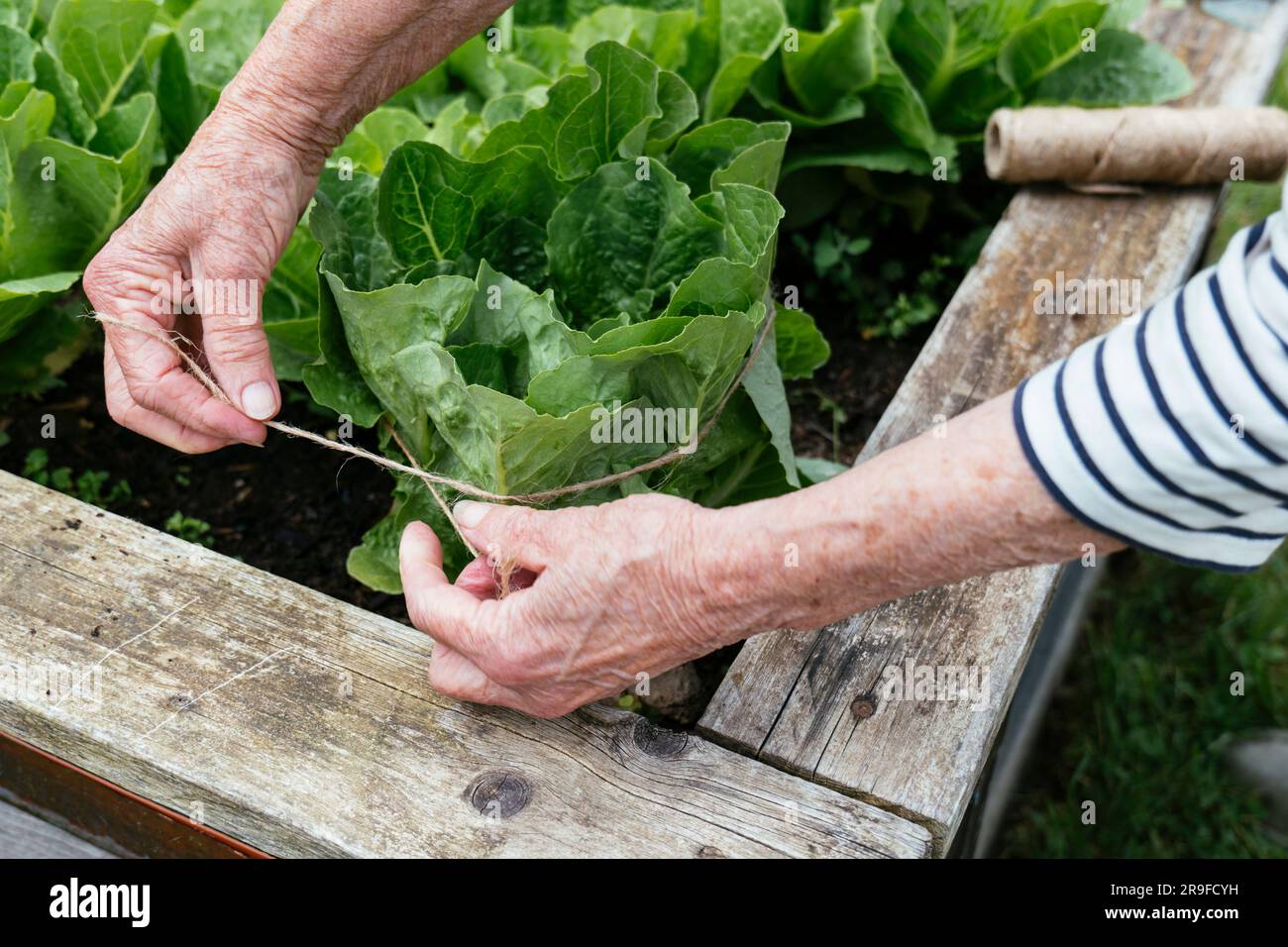 Gardener tying cos lettuce in a raised bed. Stock Photo