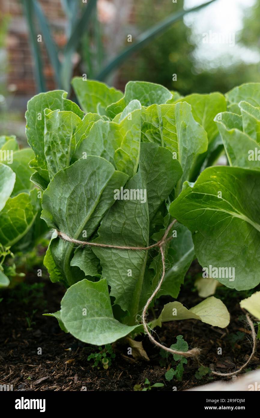 Cos lettuced tied with a string to create a compact head. Stock Photo