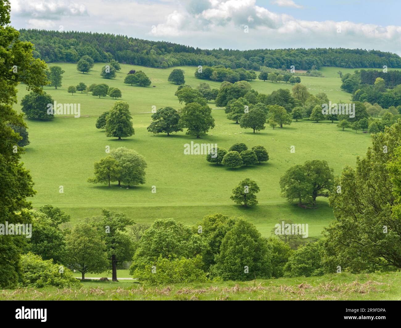 Capability Brown landscaped trees and green fields of Chatsworth Park, Derbyshire, UK. Stock Photo