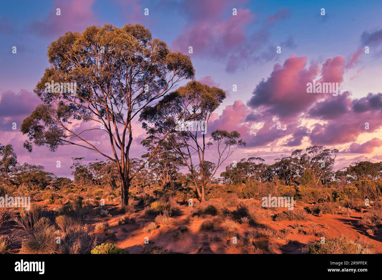 Sunset in the outback, with red earth, tall eucalyptus trees and rare