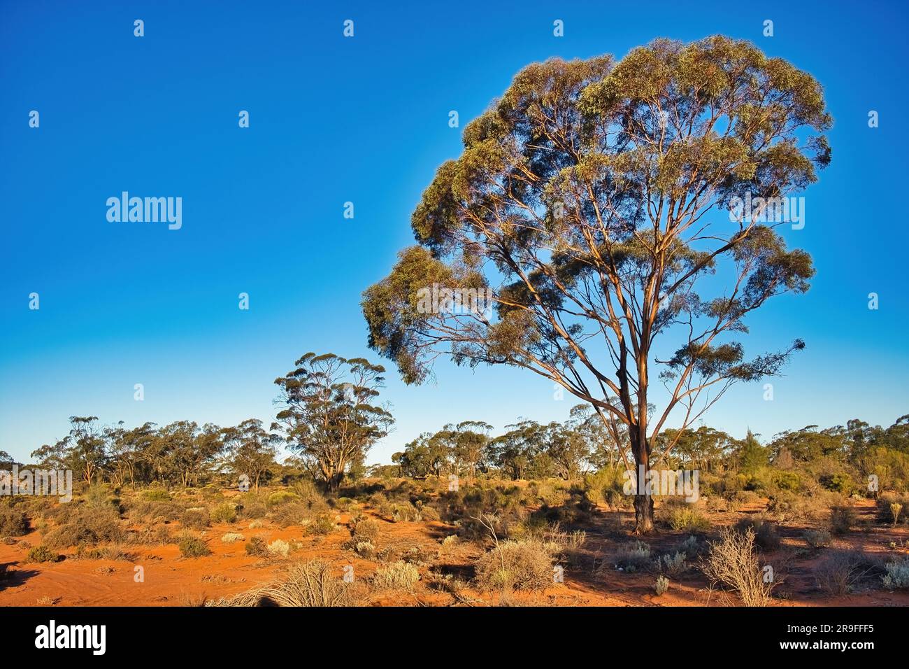 Typical Australian outback scene, with red earth, low desert vegetation