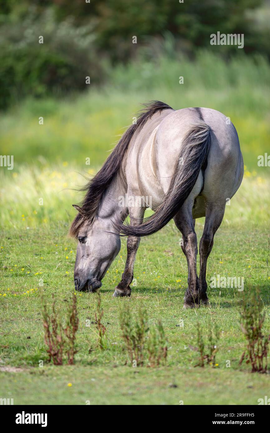 Konik Pony Equus ferus caballus extensively used for conservation grazing on a nature reserve in North West Norfolk, UK Stock Photo