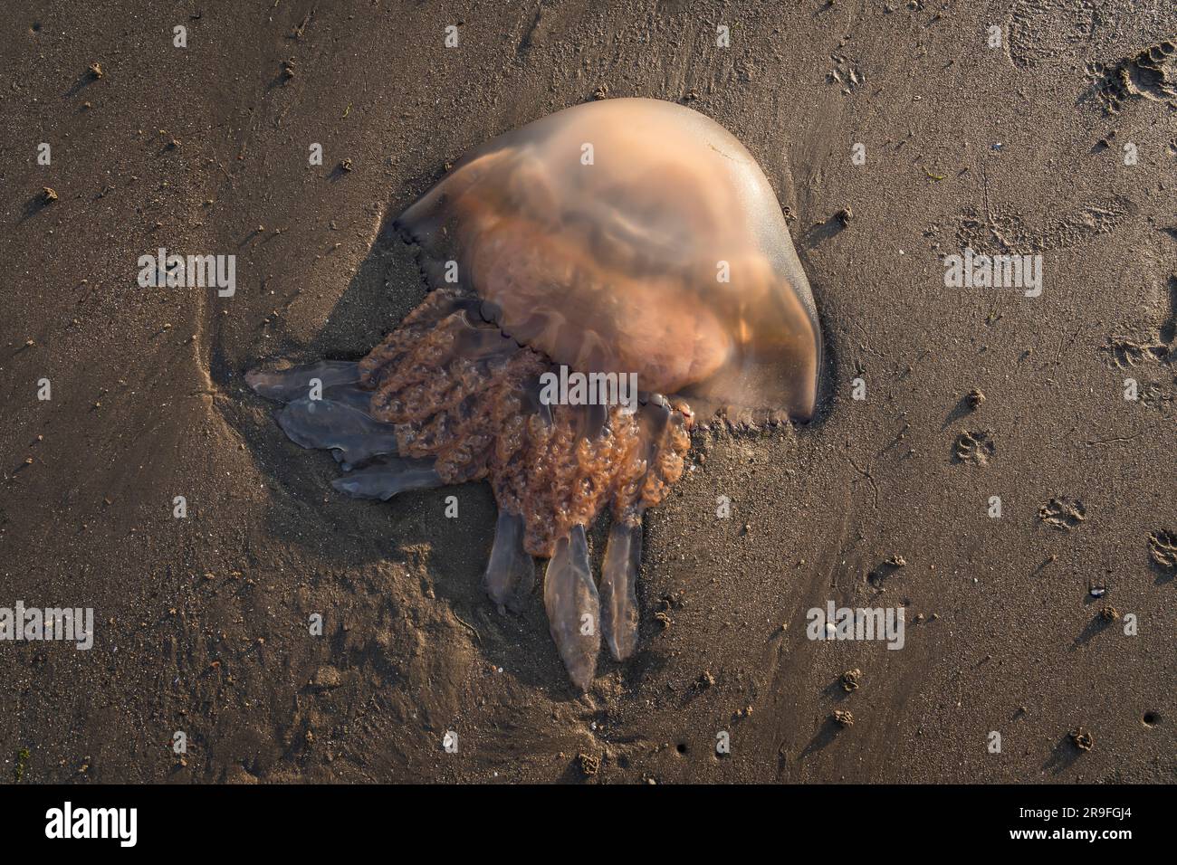 jellyfish on the beach Stock Photo