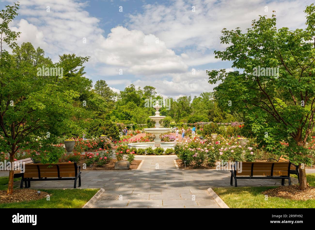 The rudolf w van der goot rose garden hires stock photography and images Alamy