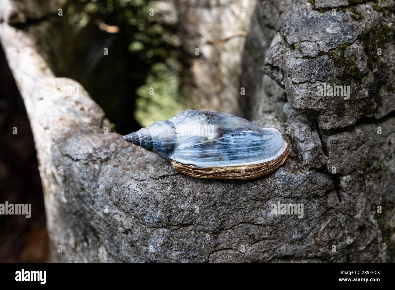 A sea shell left at Labyrinth Rocks, a series of Limestone Canyons, near Takaka, Golden Bay, Tasman, South Island, New Zealand. Photo: Rob Watkins Stock Photo