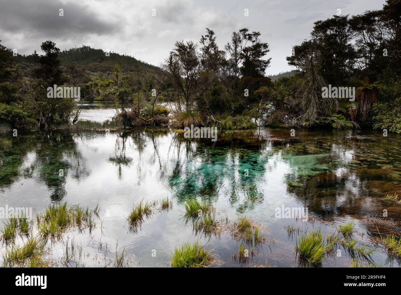 The glowing pools and water of Te Waikoropupu Springs – AKA Pupu Spings – near Tākaka, Golden Bay, Tasman,  New Zealand. Photo: Rob Watkins Stock Photo