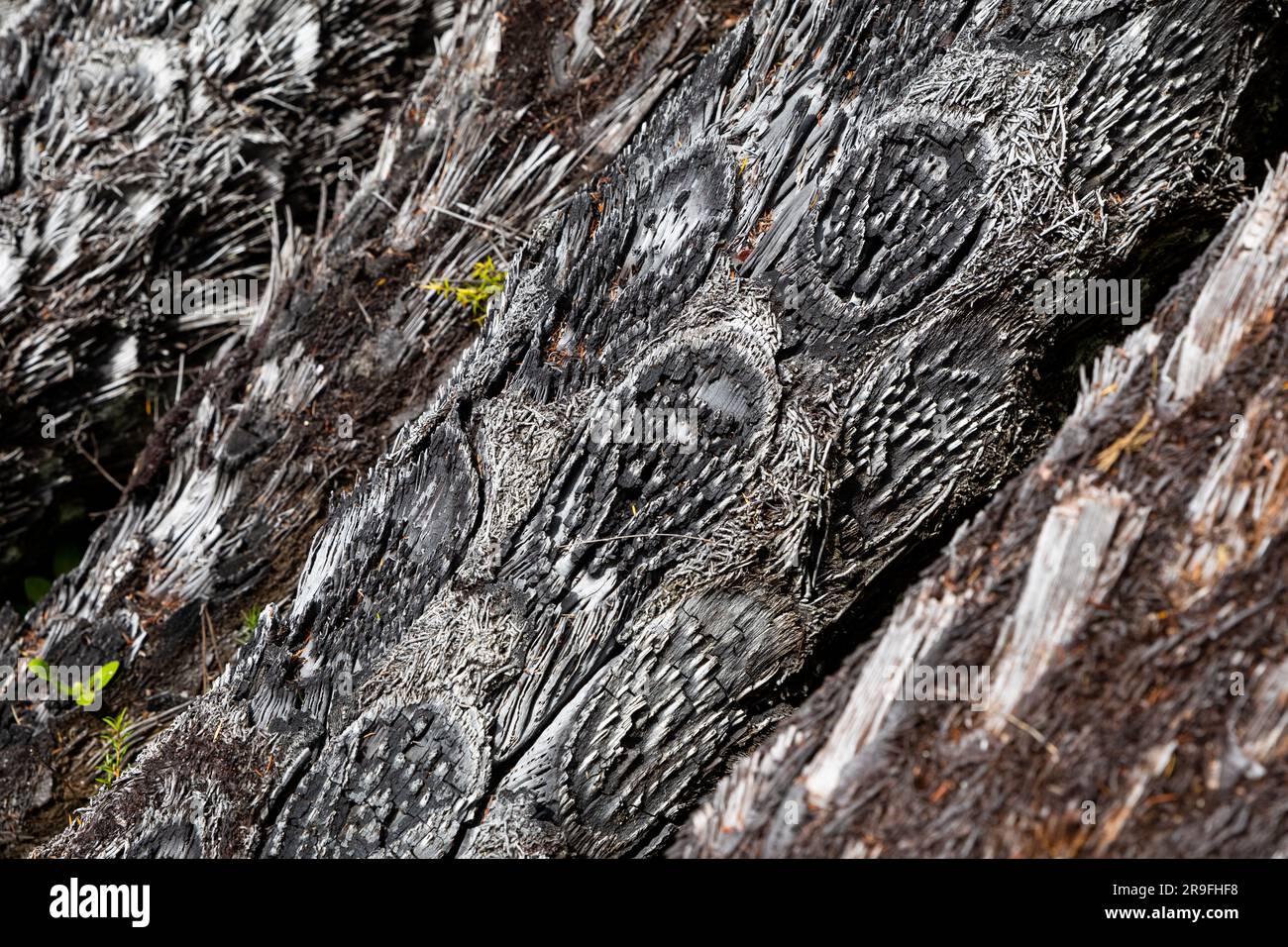 Near petrified burned wood patterns at Te Waikoropupu Springs – AKA Pupu Spings – near Tākaka, Golden Bay, Tasman,  New Zealand. Photo: Rob Watkins Stock Photo