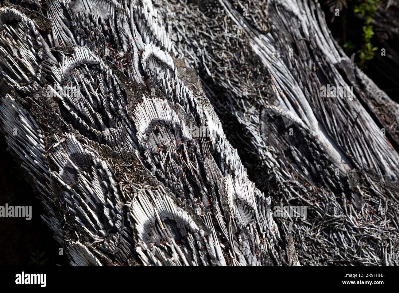 Near petrified burned wood patterns at Te Waikoropupu Springs – AKA Pupu Spings – near Tākaka, Golden Bay, Tasman,  New Zealand. Photo: Rob Watkins Stock Photo
