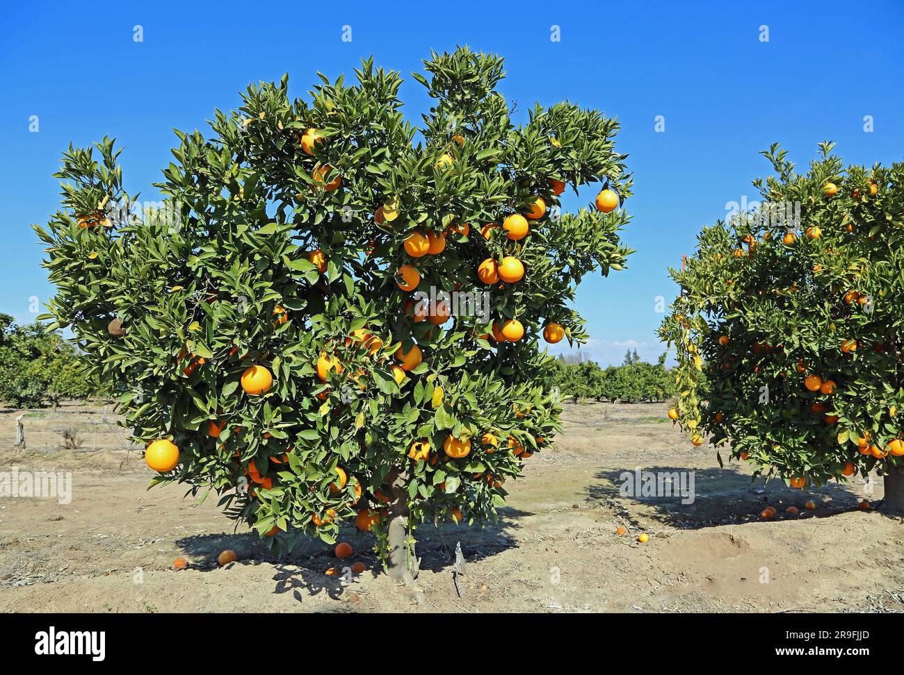 Orange tree, California Stock Photo