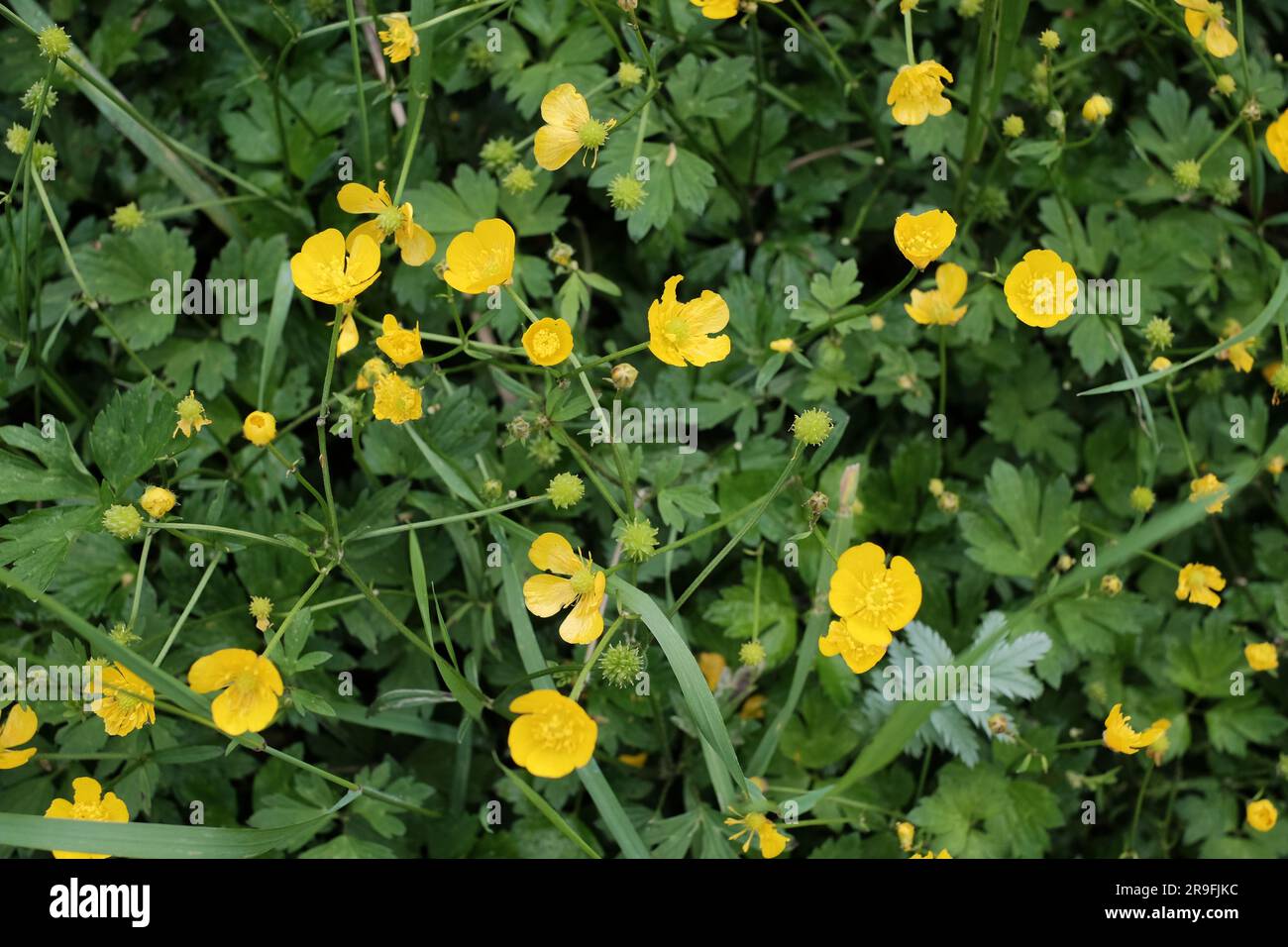 Nature's golden beauty in a meadow: vibrant buttercup flowers bring art to the spring landscape. Stock Photo